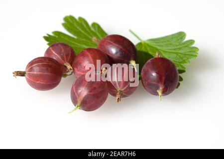 Stachelbeere, Ribes uva-Crispa Stockfoto