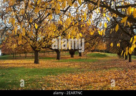 Herbstimpression, Kirschbaum, ueberzeugt, Herbst Stockfoto