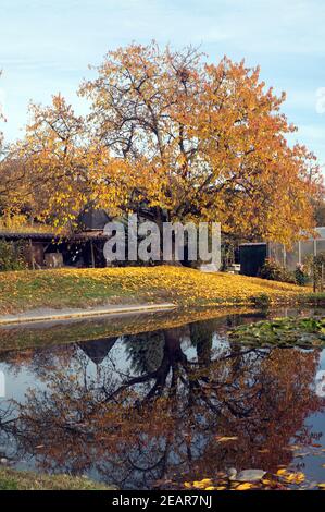 Herbstimpression, Herbst, Teich Stockfoto