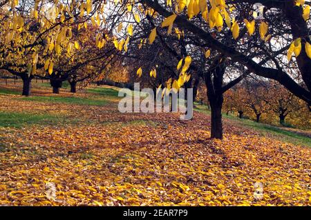 Herbstimpression, Kirschbaum, ueberzeugt, Herbst Stockfoto