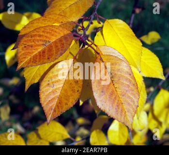 Herbstimpression, Kirschbaum, ueberzeugt, Herbst Stockfoto