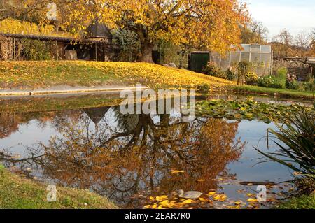 Herbstimpression, Herbst, Teich Stockfoto