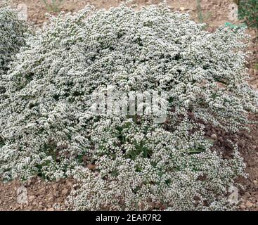 Statice, Strandflieder Stockfoto