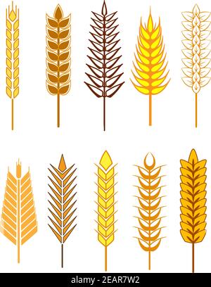 Gelbe und goldfarbene Ohrsymbole für die Landwirtschaft und das Design von Getreideprodukten Stock Vektor