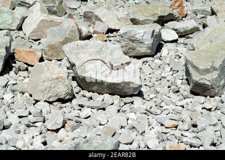 Mauereidechse, Podarcis, Findling, Steingarten Stockfoto