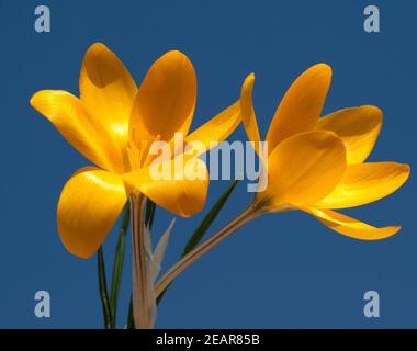 Goldbrokat-Krokus, Krokus, Angustifolius Stockfoto