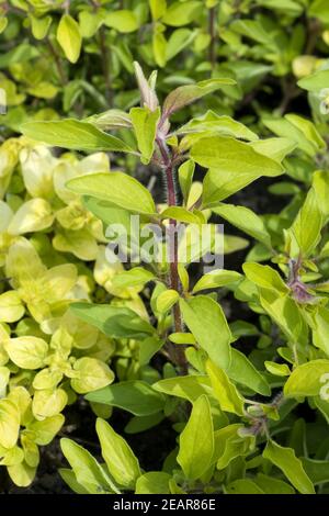 Goldmajoran, Gold-Majoran, Majoran, Origanum vulgare, Arcon Ban Stockfoto