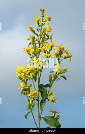 Goldrute solidago virgaurea echte Stockfoto