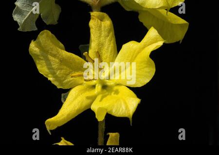 Mexikanischer Flanellstrauch Fremontodendron mexicanum Stockfoto