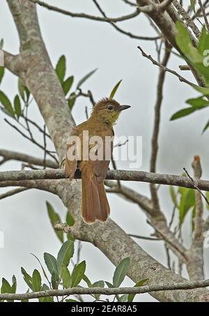 Gelbbauchiger Greenbul (Chlorocichla flaviventris flaviventris) Erwachsener, der auf dem Zweig St. Lucia, Südafrika, thront November Stockfoto