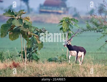 Schwarzbock/Indische Antilope Stockfoto