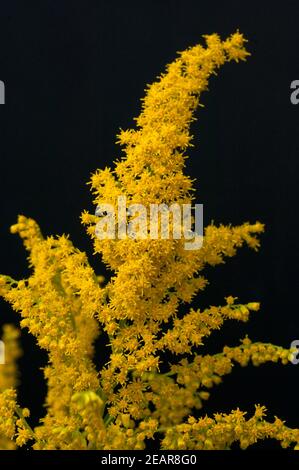 Riesengoldrute, Solidago gigantea Stockfoto