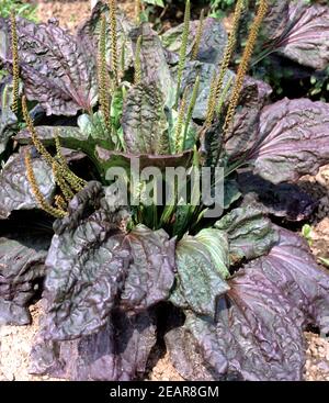 Mittlerer Wegerich Plantago media Kamozyin Stockfoto