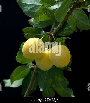 Mirabellen, Prunus domestica Subsp Syriaca Stockfoto