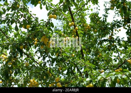 Mirabellen, Prunus domestica Subsp Syriaca Stockfoto