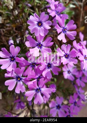 Polsterphlox, Moos-Phlox, Phlox subulata Stockfoto