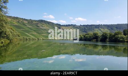 Weinberg, Kroever Nacktarsch, Grosslage, Mosel Stockfoto