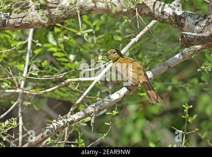 Gelbbauchiger Greenbul (Chlorocichla flaviventris flaviventris) Erwachsener, der auf dem Zweig St. Lucia, Südafrika, thront November Stockfoto