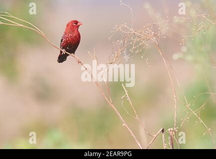 Farben sind das Lächeln der Natur - rot avadavat (Amandava amandava) Stockfoto