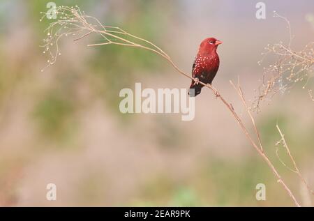 Farben sind das Lächeln der Natur - rot avadavat (Amandava amandava) Stockfoto