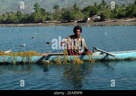 Anbau und Ernte von Agar-Agar-Algen, Insel Alor, Indonesien Stockfoto