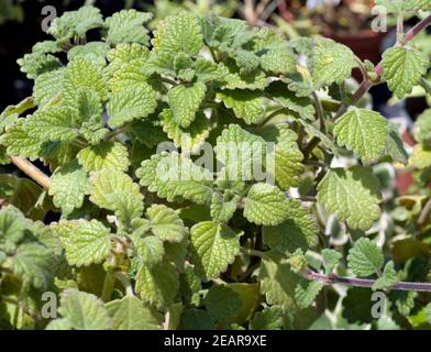Mottenkönig Plectranthus coleoides Weihrauchpflanze Harfenstrauch Stockfoto