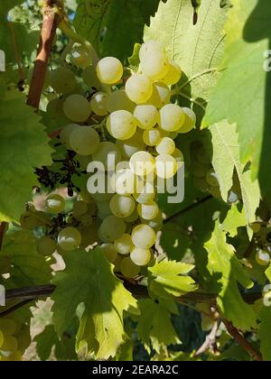 Müller-Thurgau, Vitis, vinifera, Traube Stockfoto