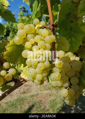 Müller-Thurgau, Vitis, vinifera, Traube Stockfoto