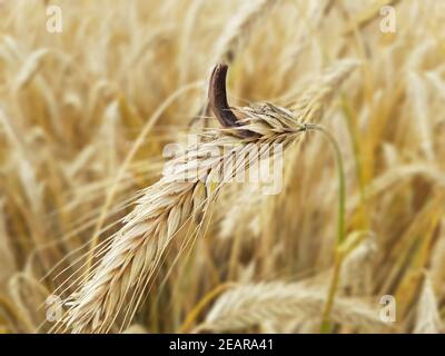 Mutterkornpilz Claviceps, purpurea Stockfoto