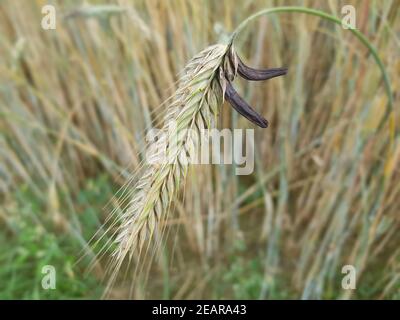 Mutterkornpilz Claviceps, purpurea Parasit Stockfoto