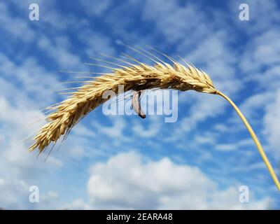 Mutterkornpilz Claviceps, purpurea Stockfoto