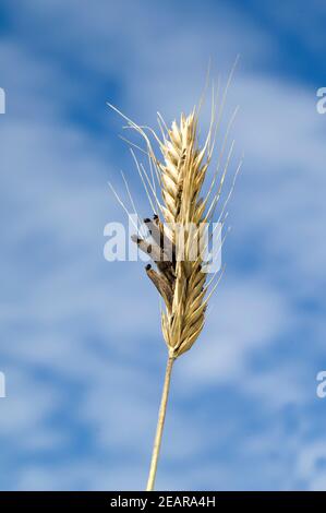 Mutterkornpilz Claviceps, purpurea Stockfoto