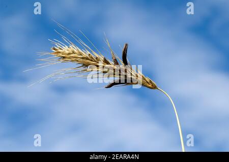 Mutterkornpilz Claviceps, purpurea Stockfoto