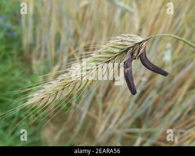 Mutterkornpilz Claviceps, purpurea Parasit Stockfoto