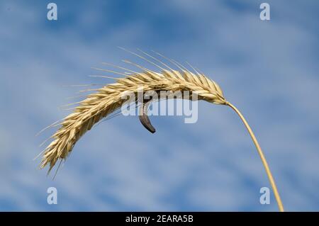 Mutterkornpilz Claviceps, purpurea Stockfoto