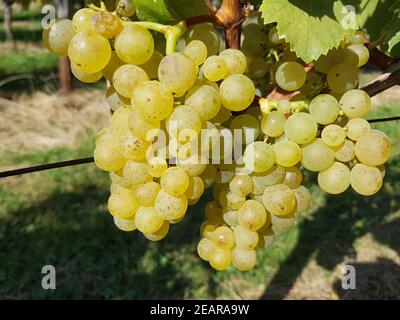 Müller-Thurgau, Vitis, vinifera, Traube Stockfoto