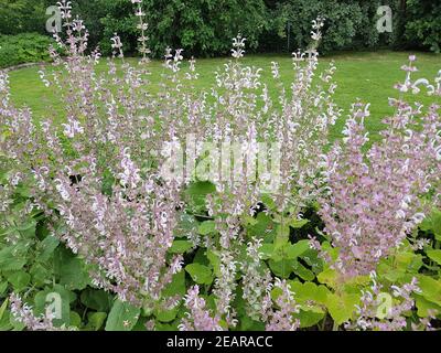 Muskatellersalbei, Salvia sclarea, Stockfoto