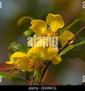 Saegeblaettrige, Nagelbeere, Ochna, serrulata Stockfoto