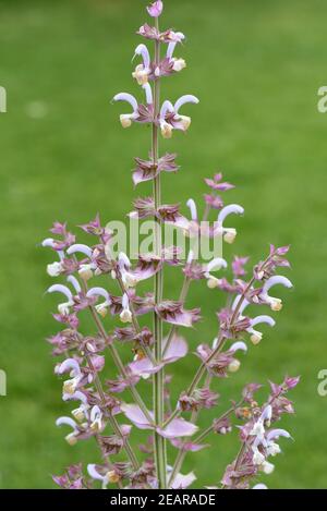 Muskatellersalbei, Salvia sclarea, Stockfoto