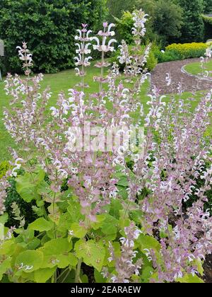 Muskatellersalbei, Salvia sclarea, Stockfoto