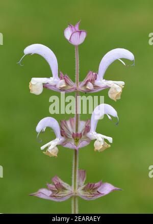 Muskatellersalbei, Salvia sclarea, Stockfoto