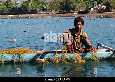 Anbau und Ernte von Agar-Agar-Algen, Insel Alor, Indonesien Stockfoto