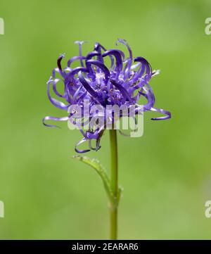 Halbkugelige, Rapunzel, Phyteuma hemisphaericum, Stockfoto