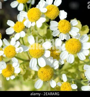 Mutterkraut; Golden; Tanacetum parthenium Stockfoto