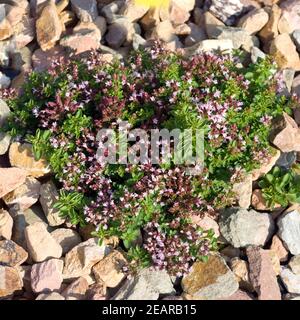 Griechischer Bergorigano, Origanum heracleoticum Stockfoto