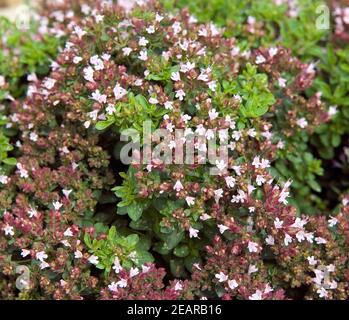 Griechischer Bergorigano; Origanum heracleoticum Stockfoto