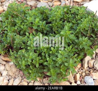 Griechischer Bergorigano; Origanum heracleoticum Stockfoto