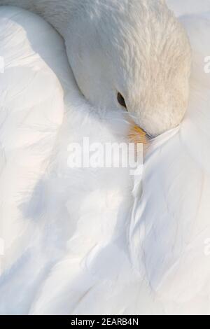 Bewick's Swan (Cygnus columbianus bewickii), Martin Mere WWT, Lancashire, Großbritannien Stockfoto