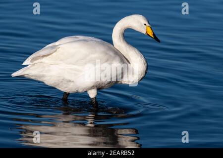 Singschwan (Cygnus cygnus). Martin Mere WWT, Lancashire, Großbritannien Stockfoto