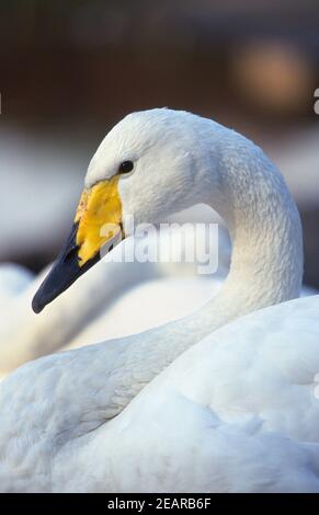 Whooper Swan (Cygnus cygnus), Martin Mere WWT, Lancashire, Großbritannien Stockfoto